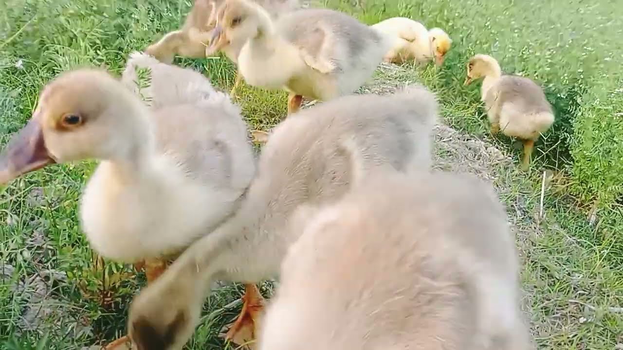 Outdoor Grazing Time for Goose ☀️ | বাইরে রাজহাঁসের ঘাস খাওয়ার সময় #VillageLife