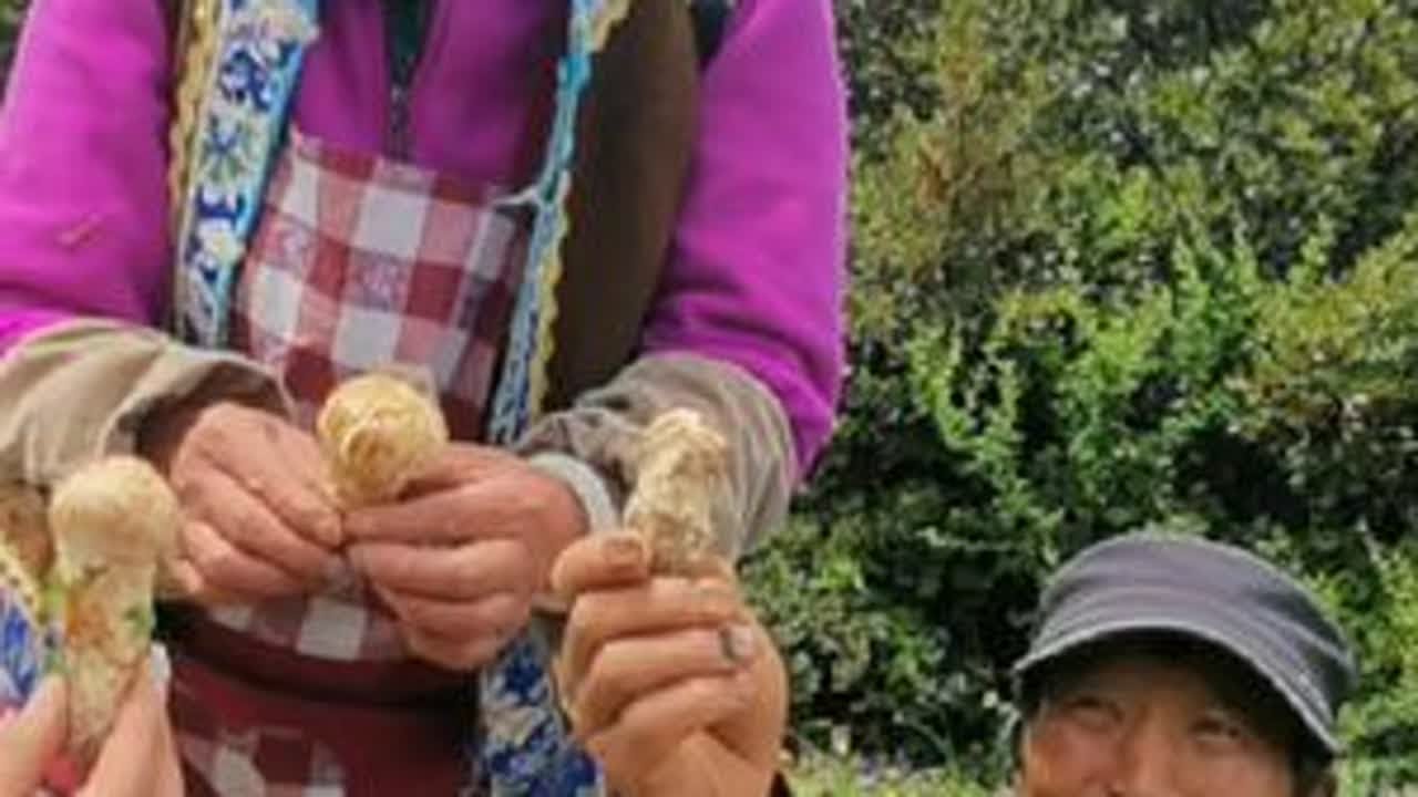 又到采松茸旺季，采一天能卖上千元？阿斌全家出动能卖多少呢？#我的农村生活 #采松茸 #小金松茸 #捡菌子的快乐又回来了 #大自然的馈赠