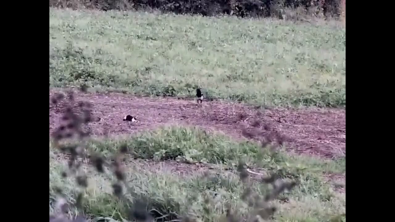 7 x Magpies using .17hmr and Infiray TD50L