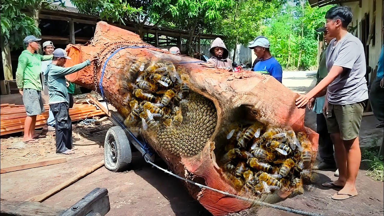 Penemuan mengejutkan! Kayu pembunuh yang dihuni hewan pembunuh
