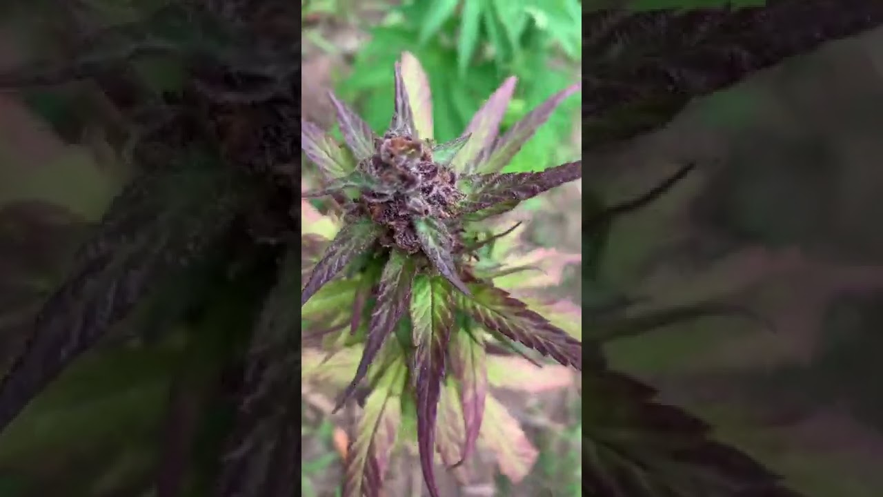 How beautiful is this plant 🪴 Jamaican Purple Skunk 🦨