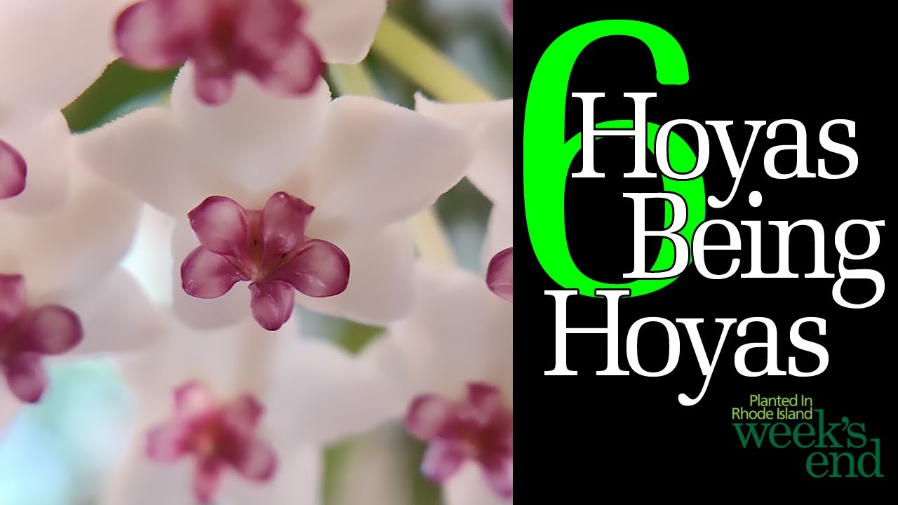 6 HOYAS BEING HOYAS - Hoyas sipitangensis, multiflora, bella, brevialata, fungii, and latifolia