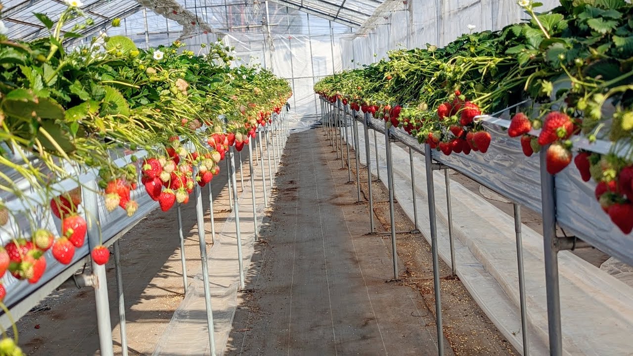 Strawberry picking in japan