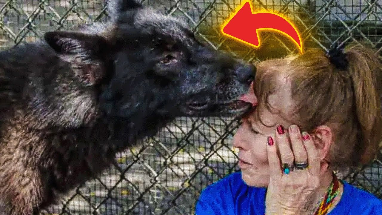 Приют для животных спас огромную собаку, но невероятную правду она узнала только после ДНК-теста.