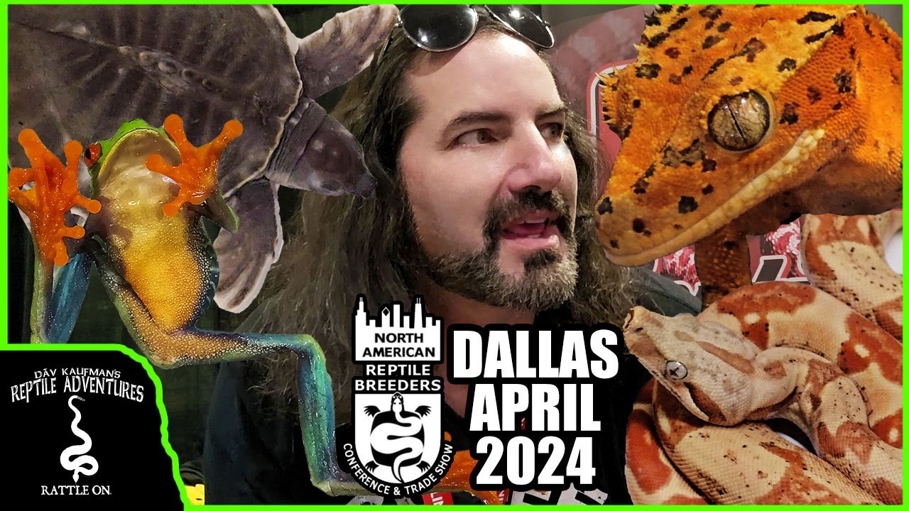 DALLAS NARBC АПРЕЛЬ 2024! Тысячи рептилий и совершенно новые награды Rattle On!