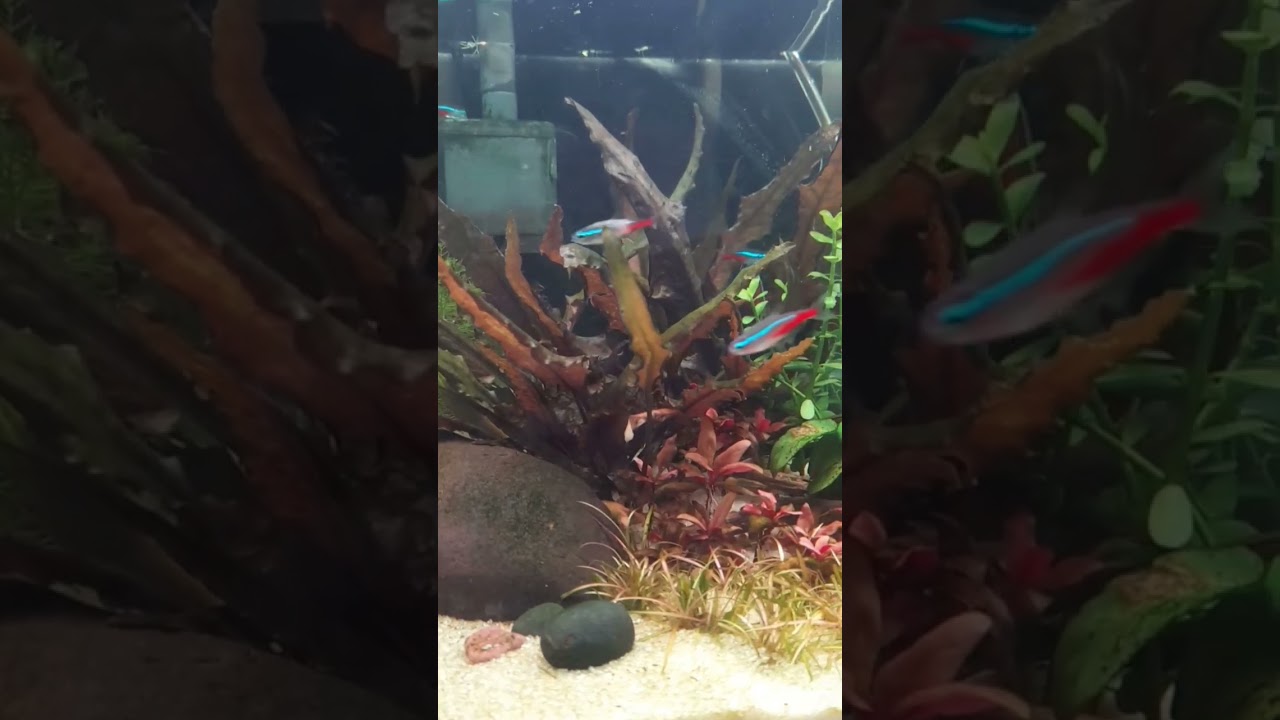 Bring your planted tank to life