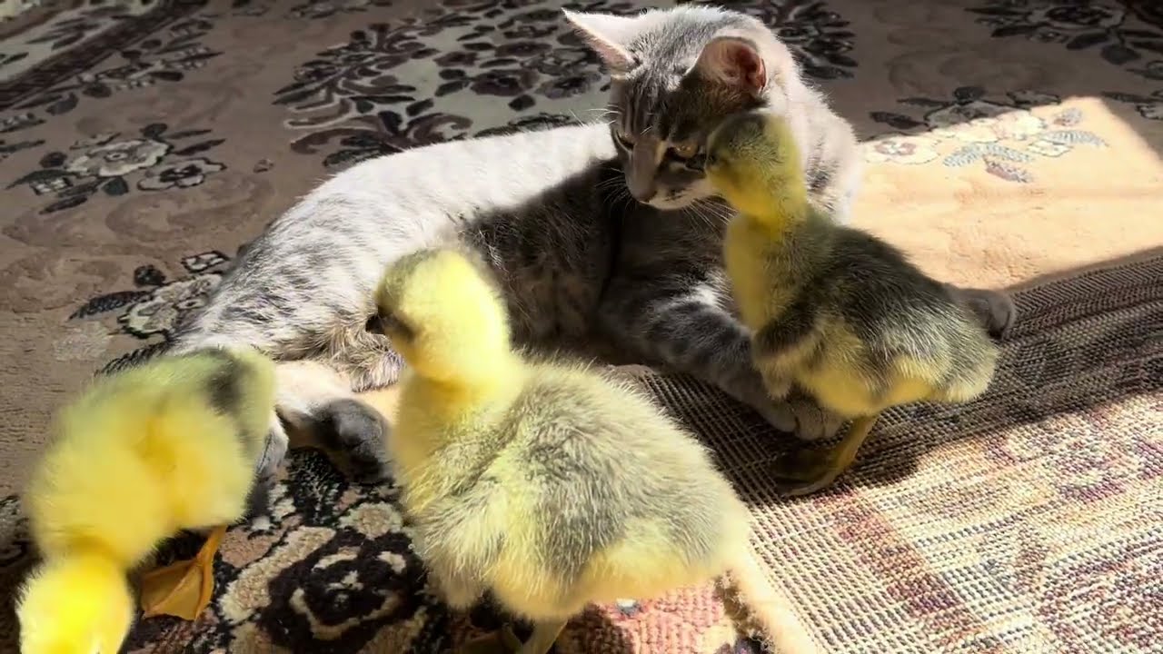 Ferocious predator