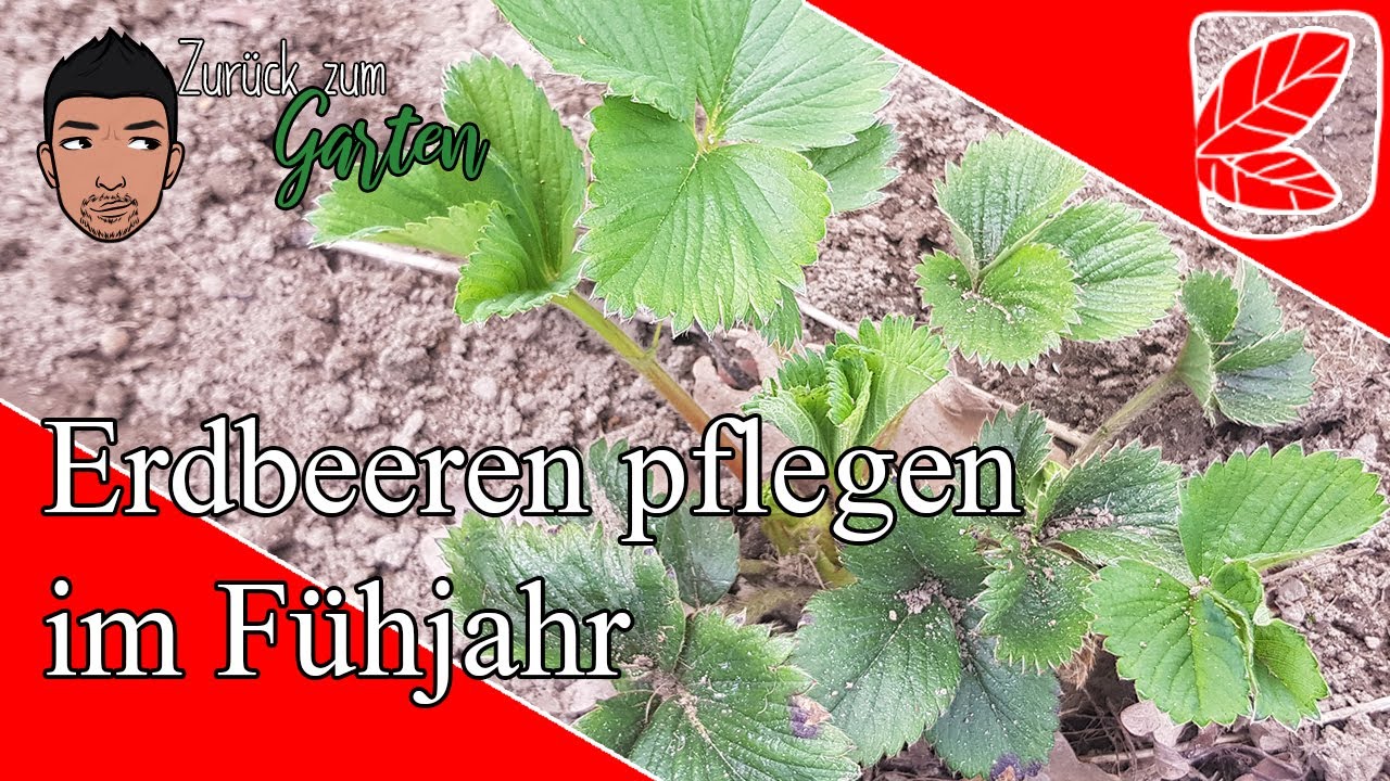 Erdbeeren pflegen im März/April