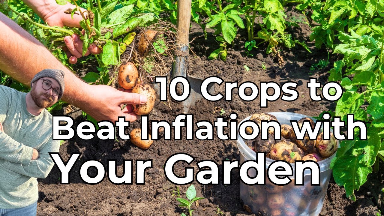 10 культур, которые необходимо выращивать в 2025 году, чтобы победить инфляцию и защитить свои кл...
