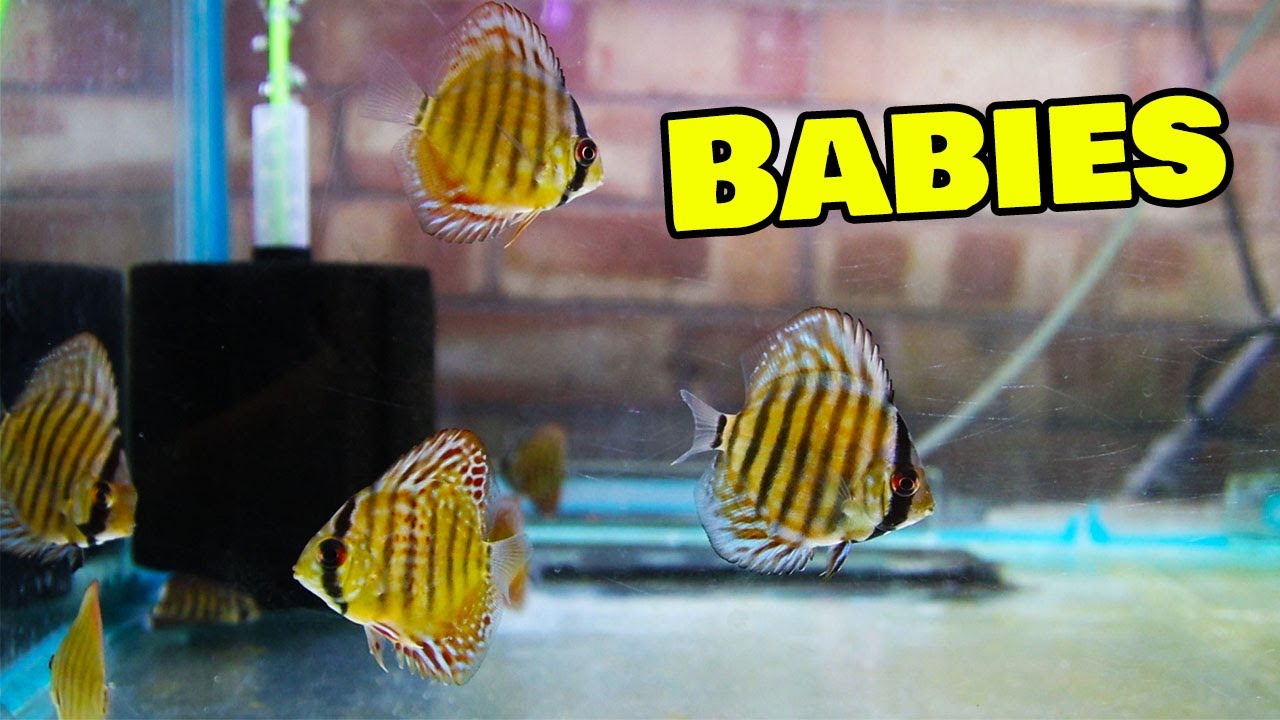 I got some baby Discus fish (and some others too!)