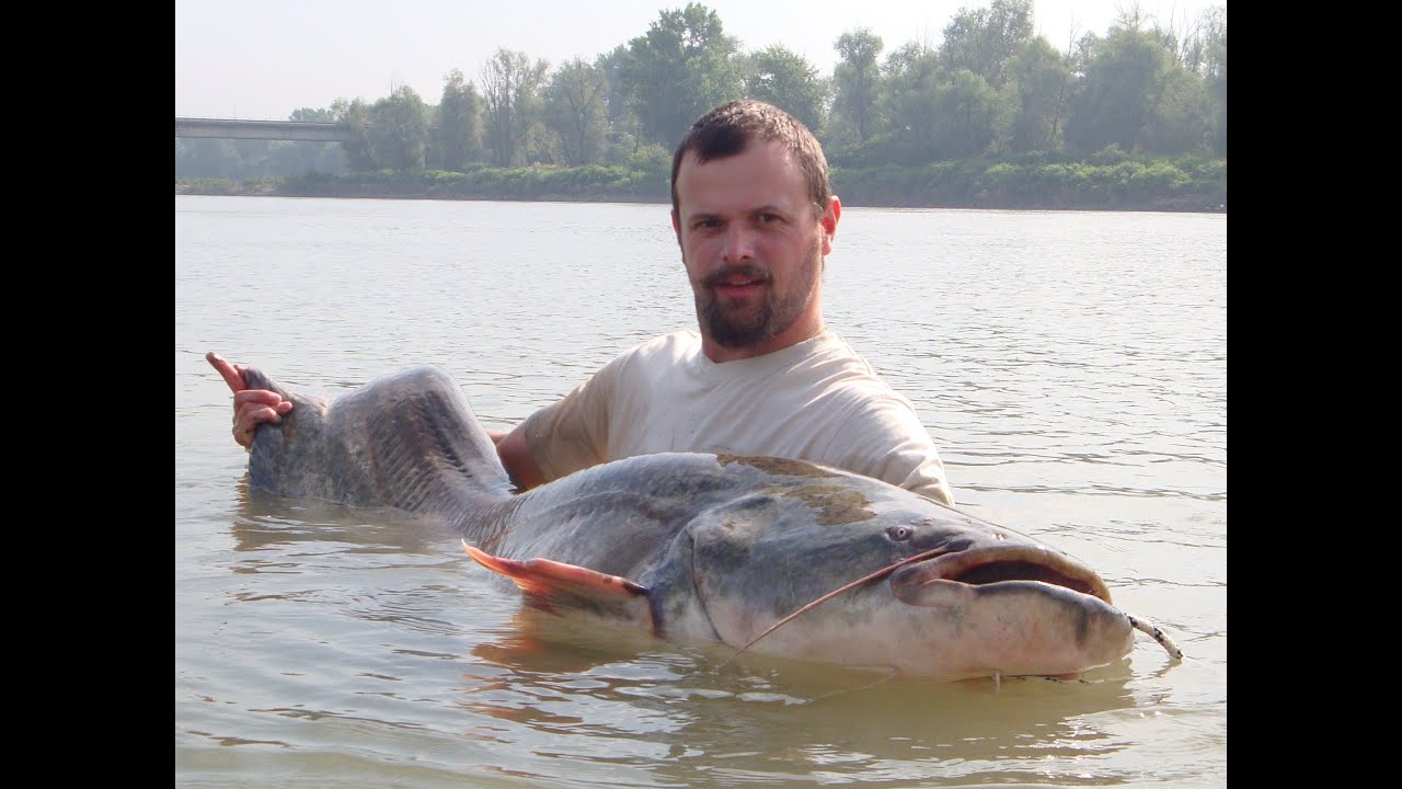 Welsdrill am Po  big catfish 