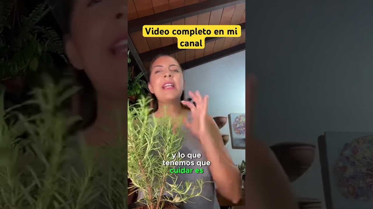 C&oacute;mo cuidar la planta de romero