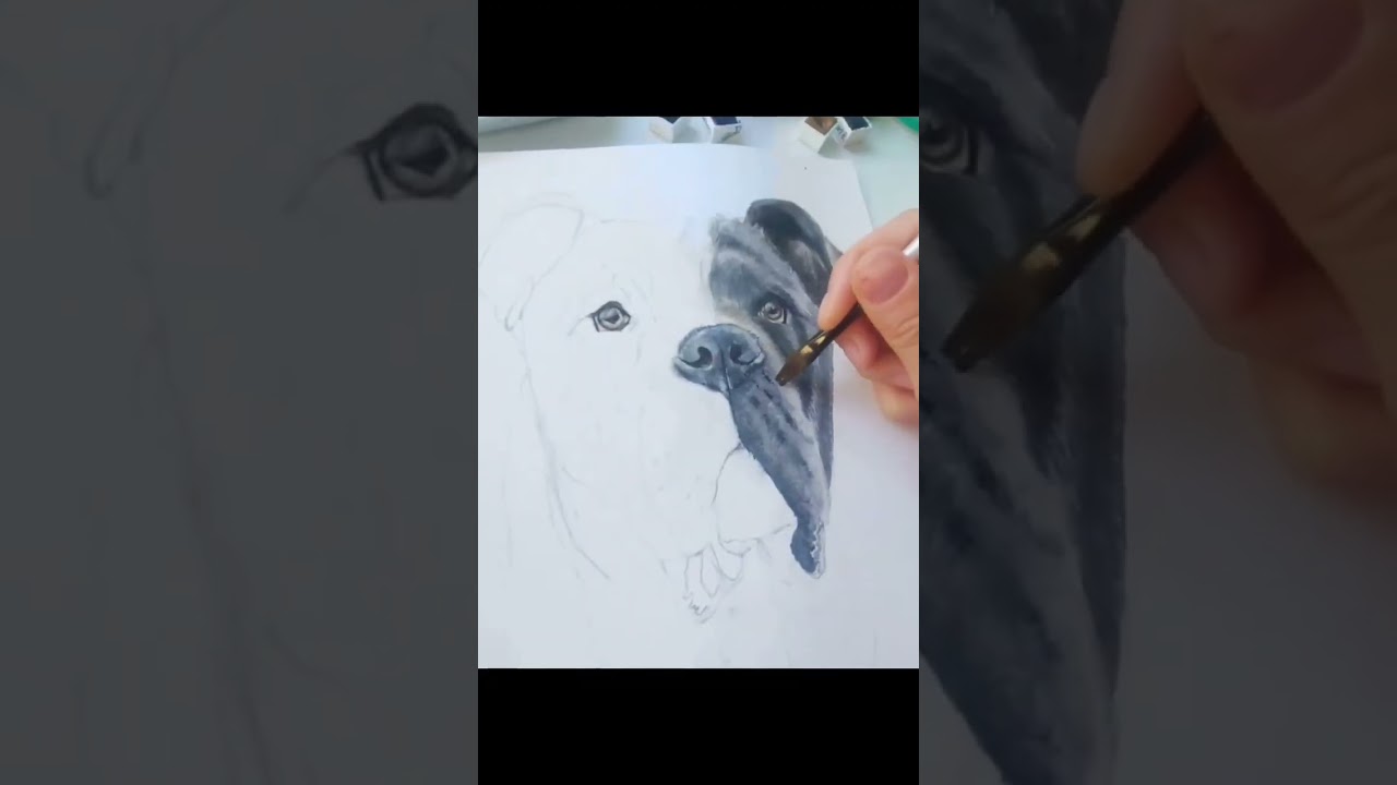 Кане-корсо. Собакая акварелью, процесс.