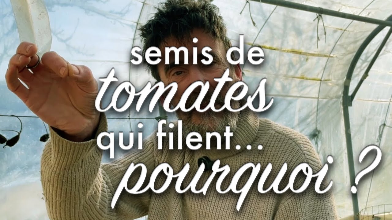 Pourquoi mes semis filent ?