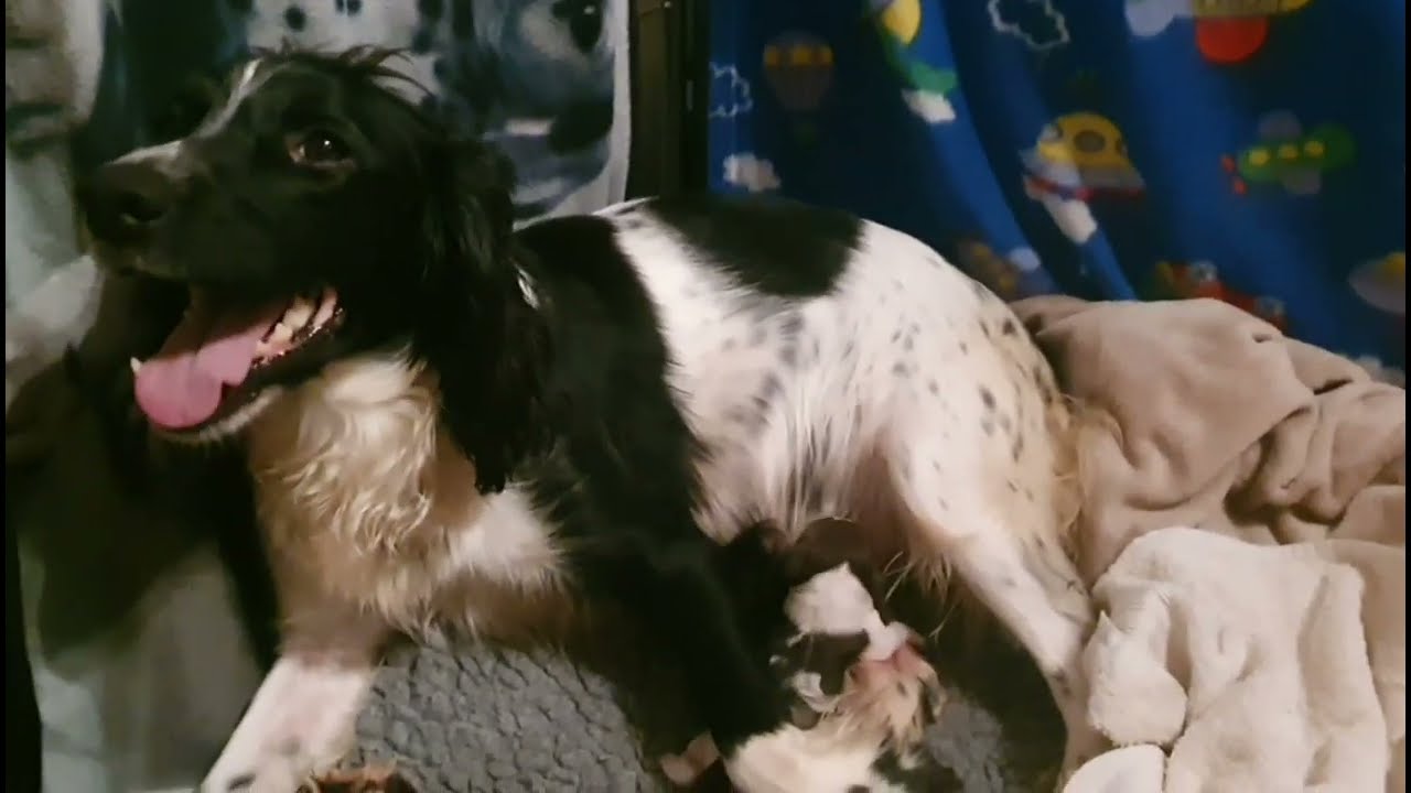 Jasmine Whelping Pups part 3. Bluebell Springers
