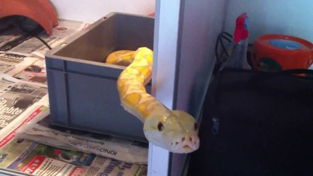 Python reticulatus broghammerus (sunfire-purple-albino)