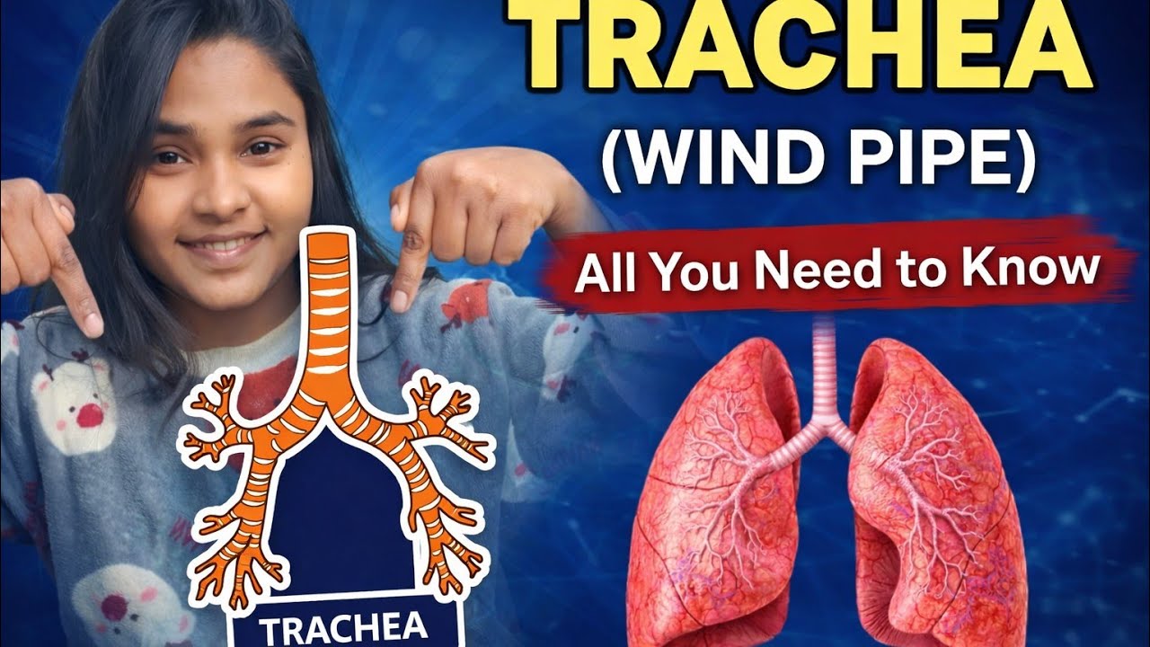 Trachea Anatomy And Physiology In Hindi #anatomy #trachea #physiology #nursing