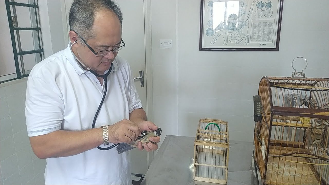 #levamos ao veterinário o trinca de um amigo com sitomas de rouquidão..e o canto falhando...