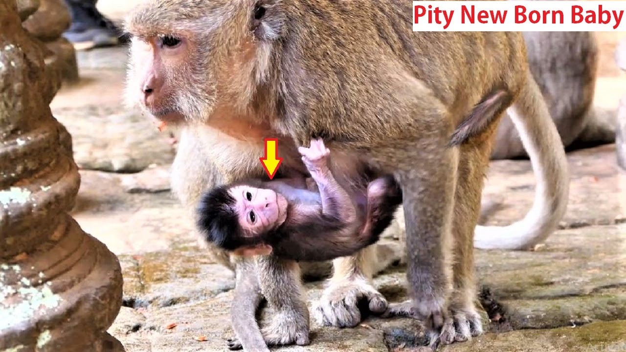 Monkey Maria new born baby looks Weak, Poor baby can't get milk yet, Cus mom not yet have