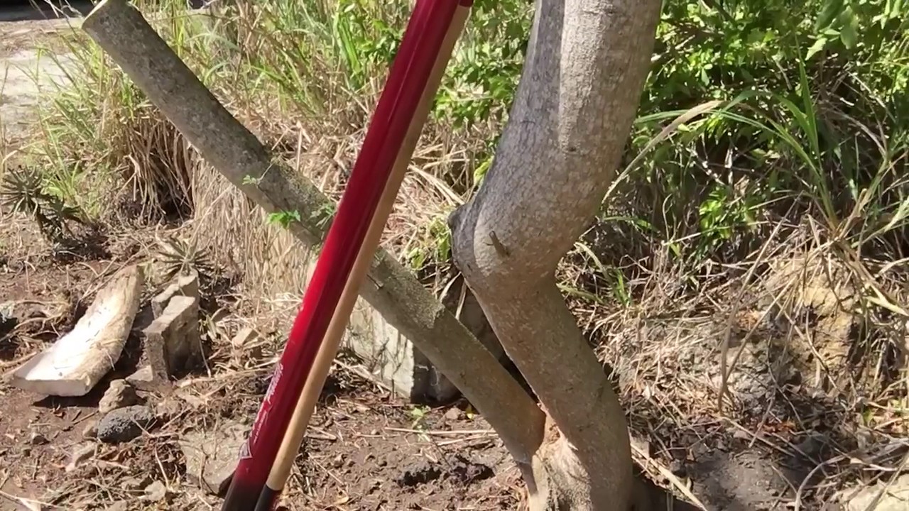 Collecting Wild Tamarind #1