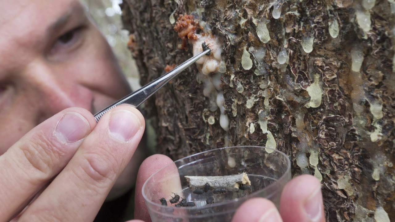 PineBark Beetle
