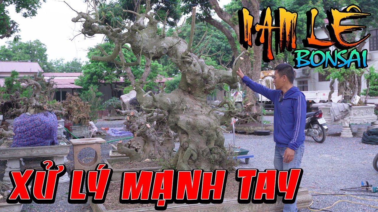 Nam Lê khắc phục 1 cây sanh chưa rõ đường nét cho anh Cuông CLB Bách Thuận - Vũ Thư | NamLe Bonsai