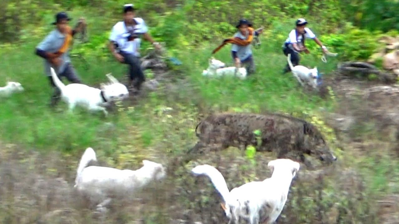 AMAZING !!! PengHuni KeBun JaGung Berhamburan Keluar Sarang|| Best Hunting Vidios|Best of wild boar