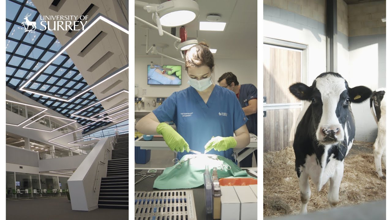 School of Veterinary Medicine facilities | University of Surrey