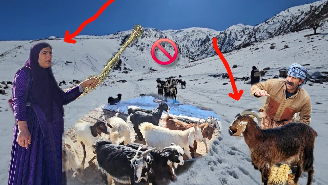 Fatima takes the sheep to the mountains and the neighbor says that one of the sheep is missing.