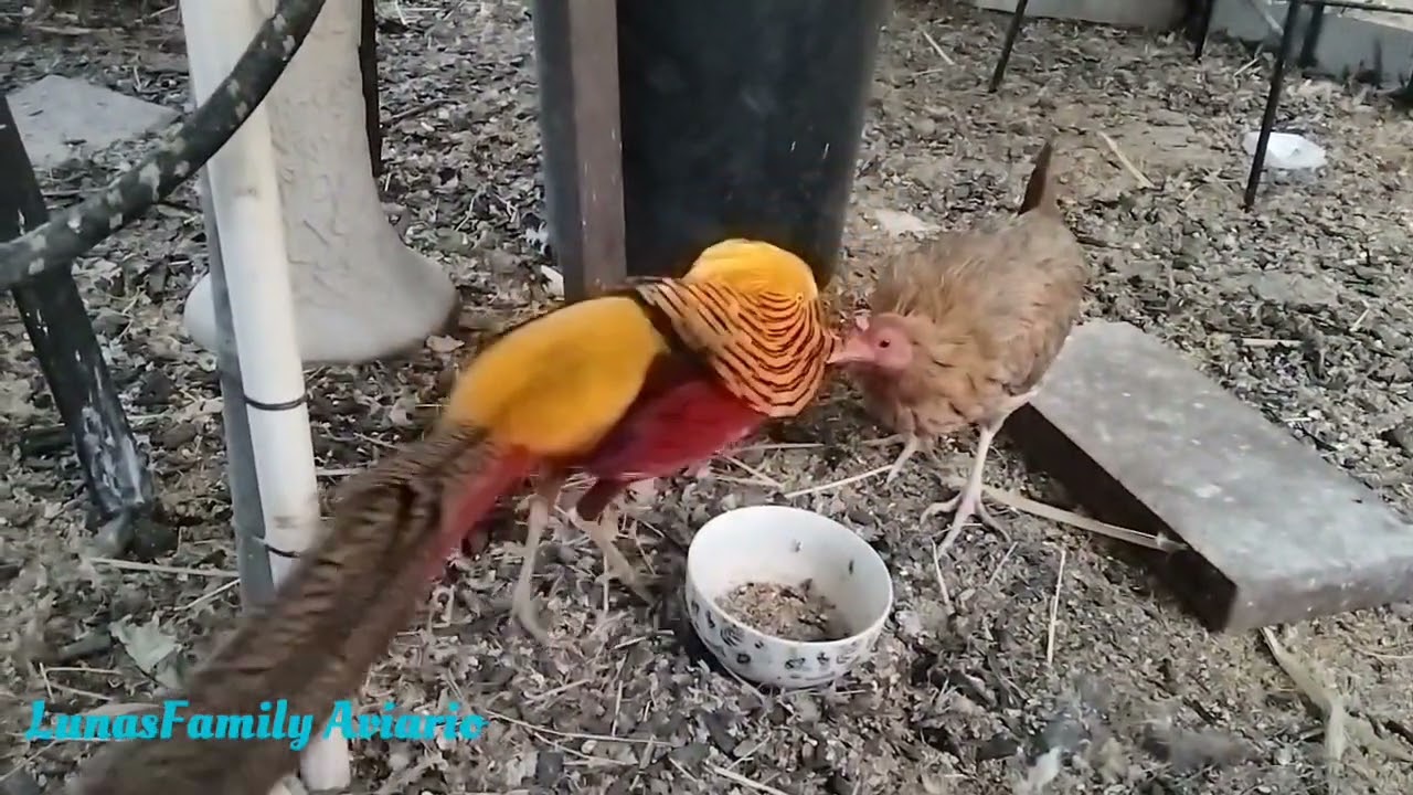 Faisán Dorado Cortejando a una Gallina,