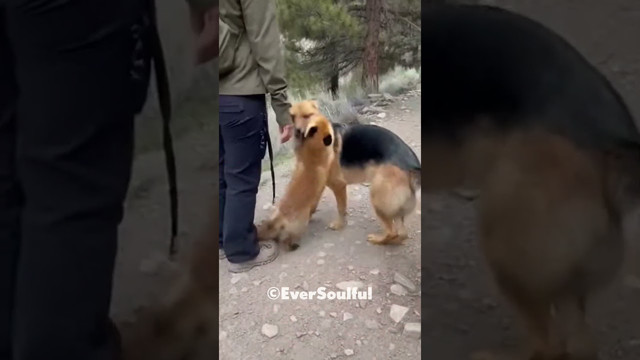 This Fox Waits Every Day for His Dog Soulmate