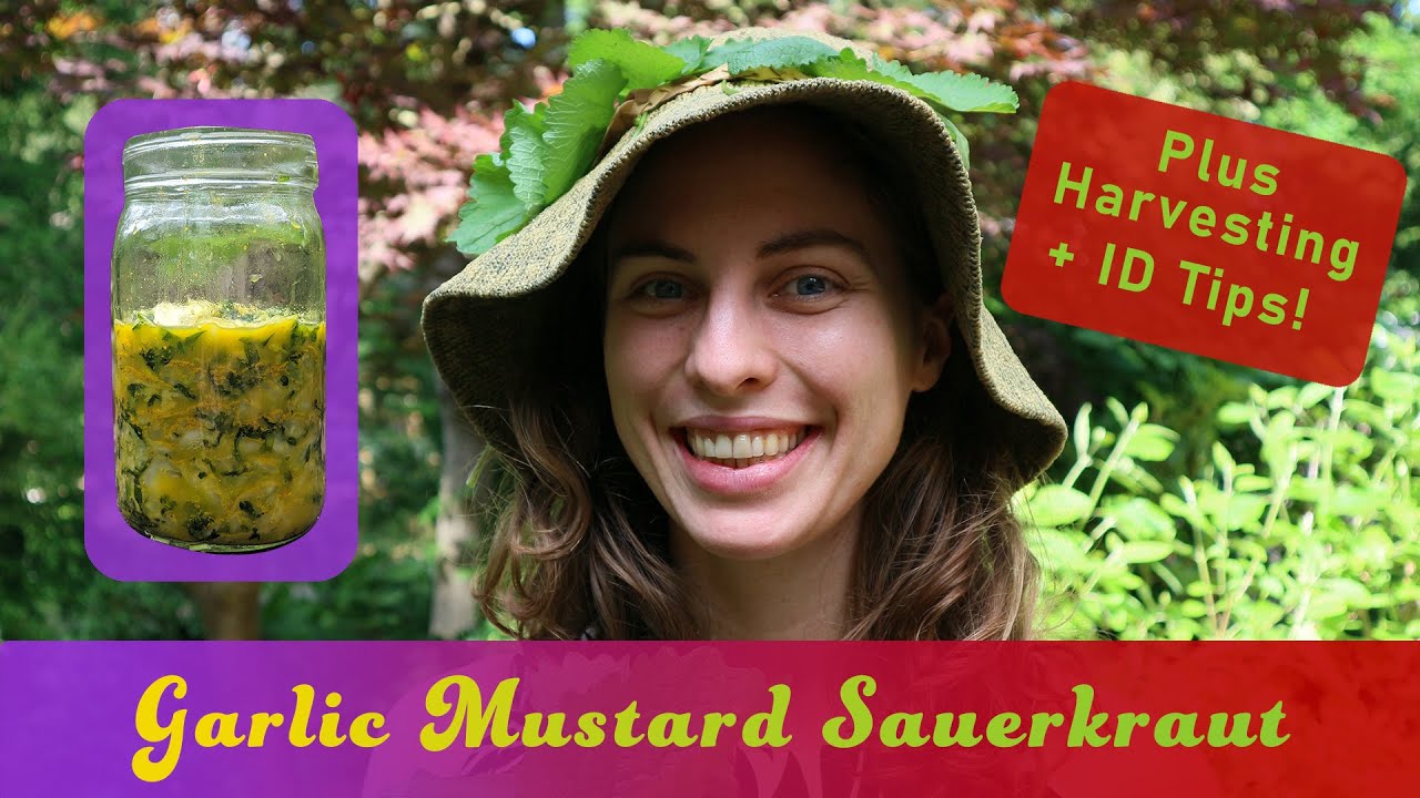 How to Make Garlic Mustard Sauerkraut + Alliaria petiolata Identification and Foraging Tips