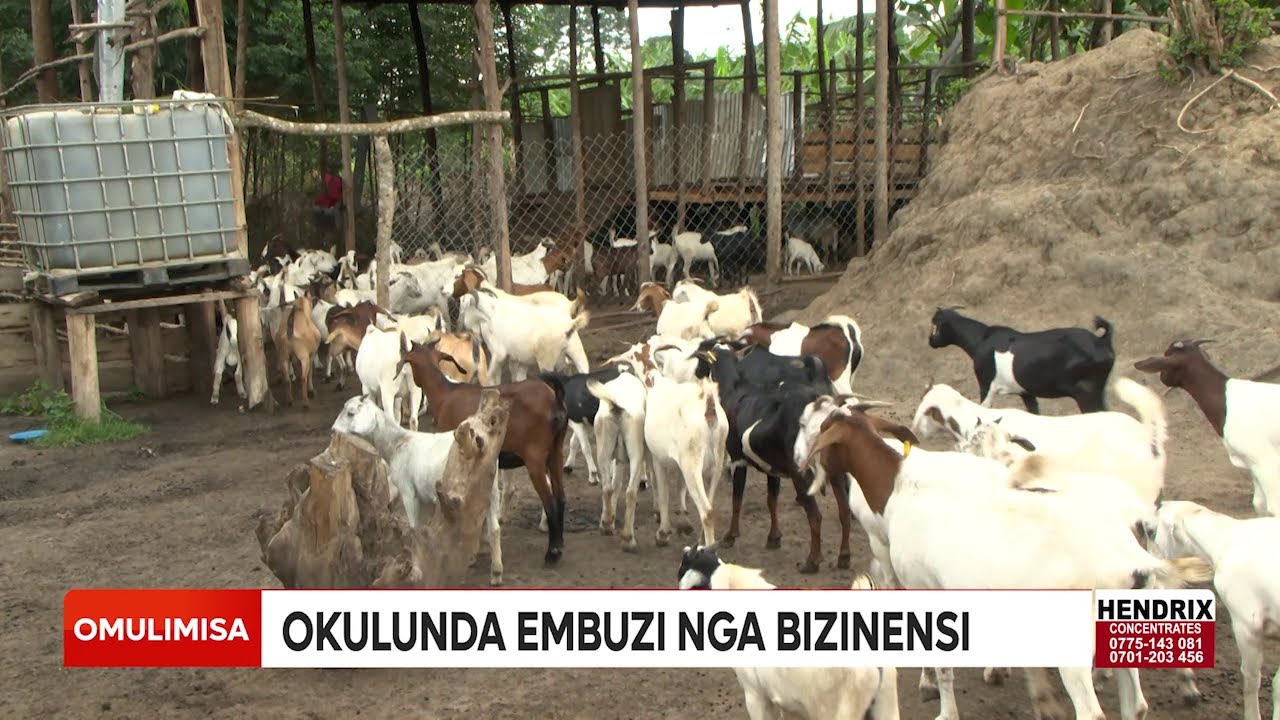 Omulimisa Endabirira nenunda y'embuzi