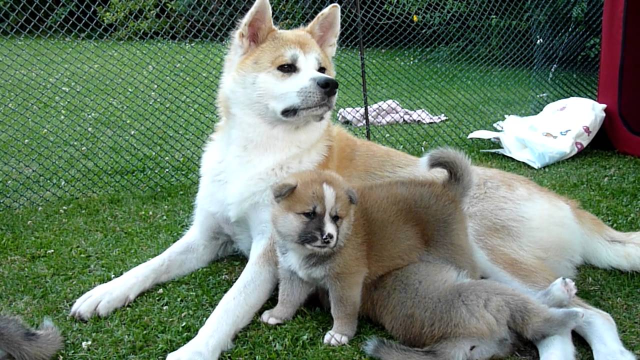 Akita inu Haguro Kensha