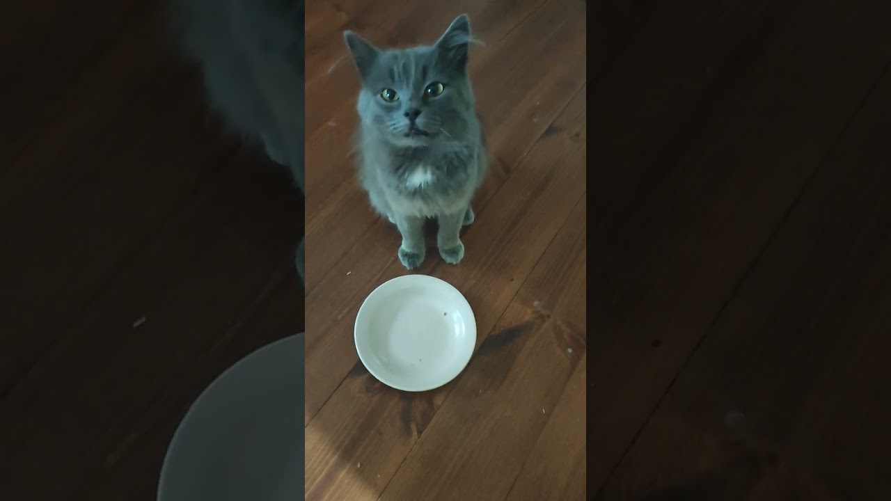 Cat Bear wants ryshenky