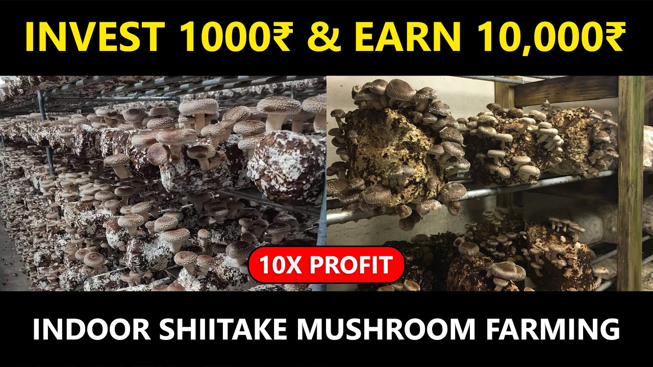 Shiitake Mushrooms Indoor Cultivation Method | Indoor Mushroom Farming | Growing Mushroom at Home
