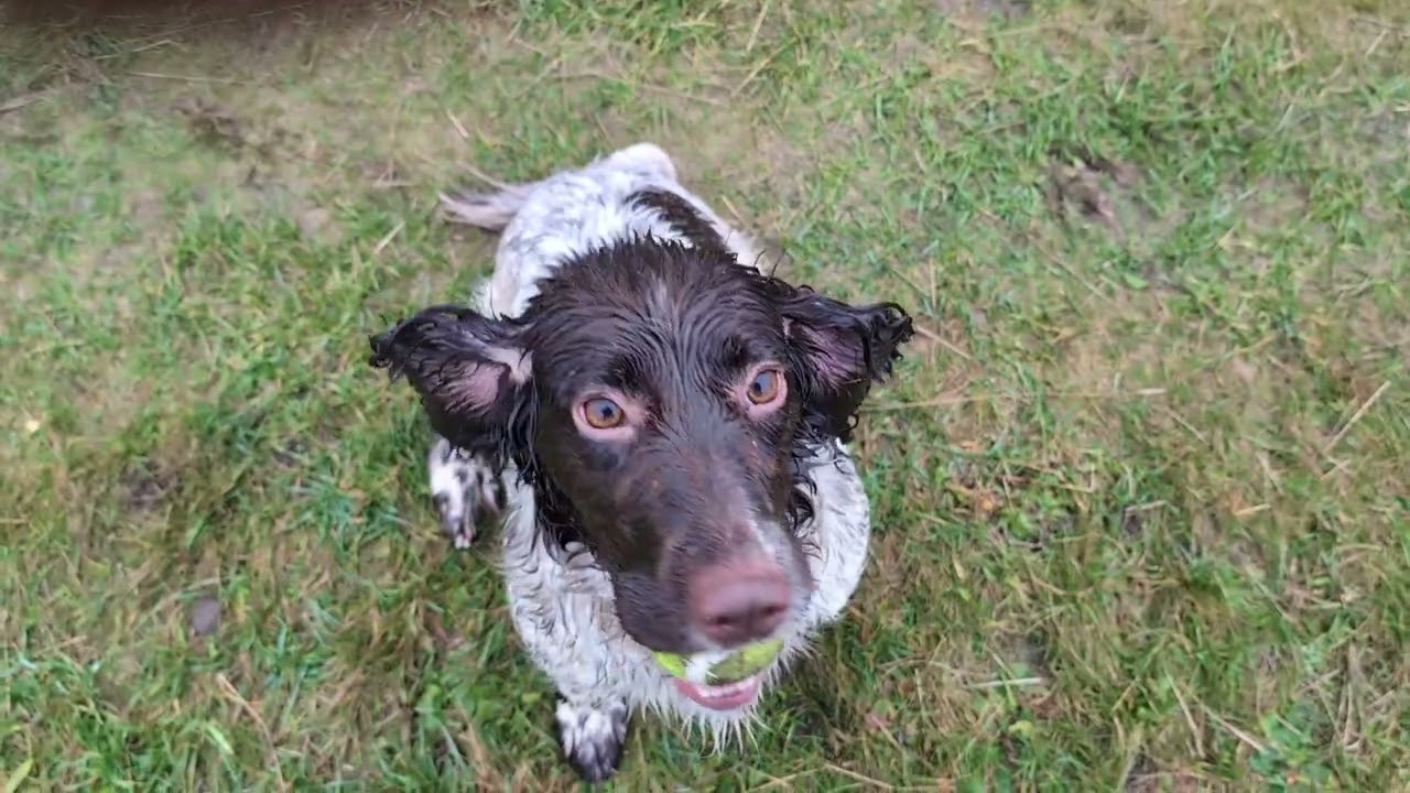 springer spaniel having fun round two, learning double retrieves