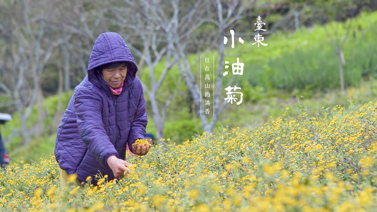 【小油菊】台東太麻里原生種，住在高山的清香芬芳｜TAIMALI