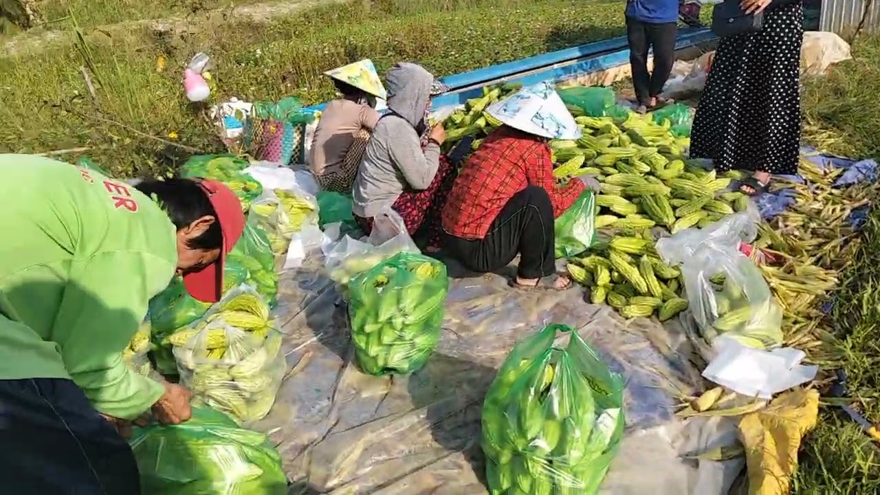 đi tới rẩy khổ qua mua về ăn Tết 