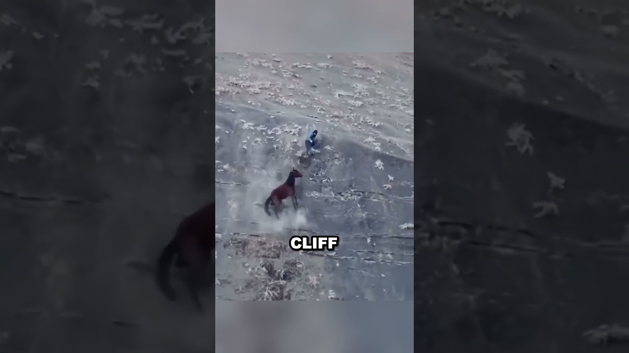 Man saves horse from cliff, horse saves him back ❤️