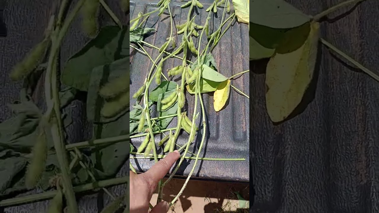 Soja produtiva no Triângulo Mineiro AS3707i2x - Agroeste Sementes