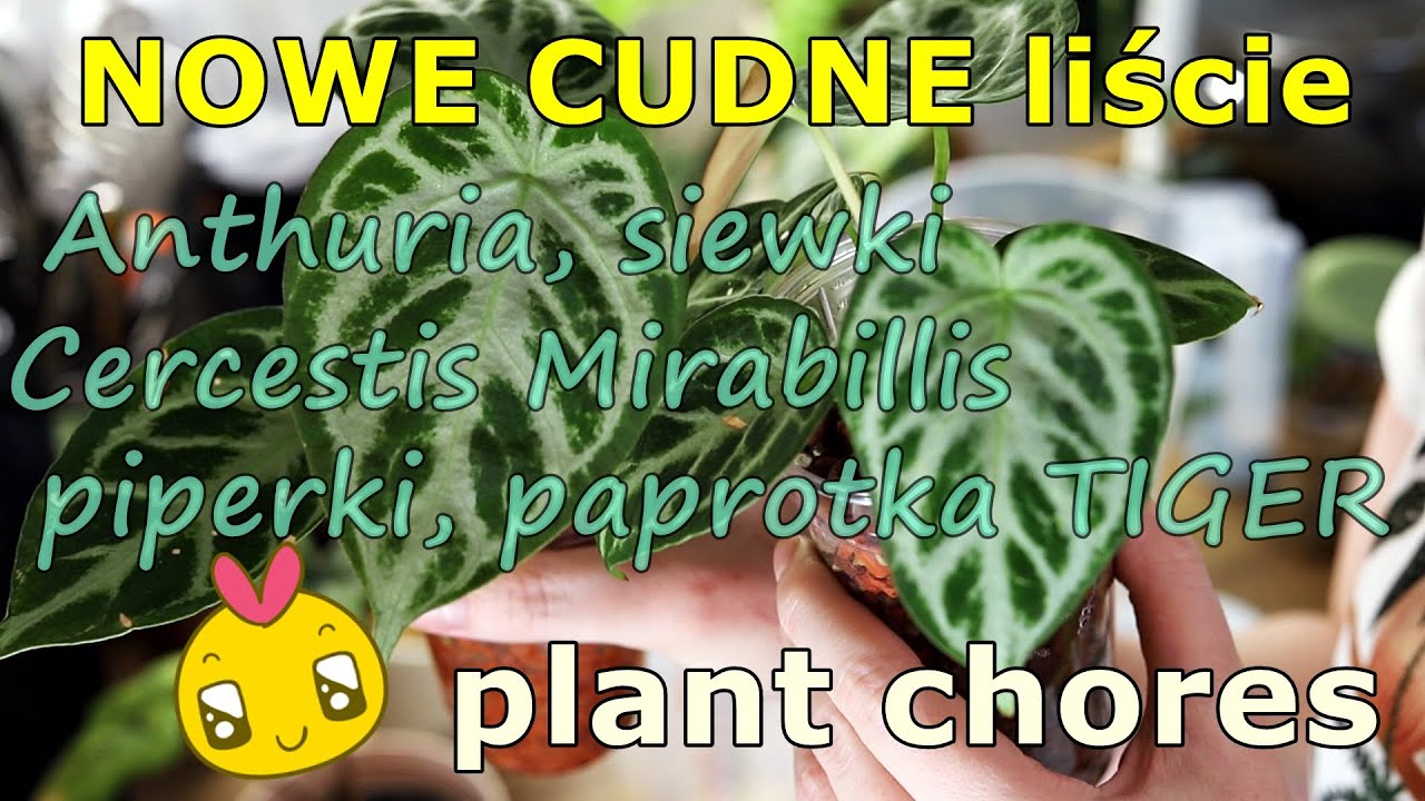 Nowe PIĘKNE liście 💚 siewki anthurium rosną 😍 porządki #plantchores  💚 sadzenie do mchu sphagnum💚