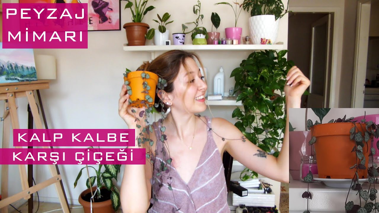 Kalp kalbe karşı çiçeği (Ceropegia woodii) | Bakım, çoğaltma, sulama, çiçeklenme