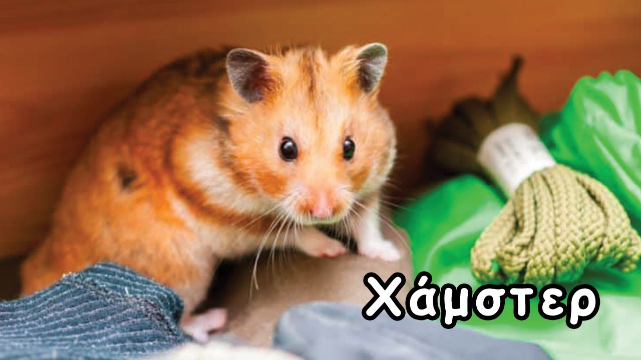 Χάμστερ (Hamster) – Συμβουλές & Πληροφορίες για Αρχάριους