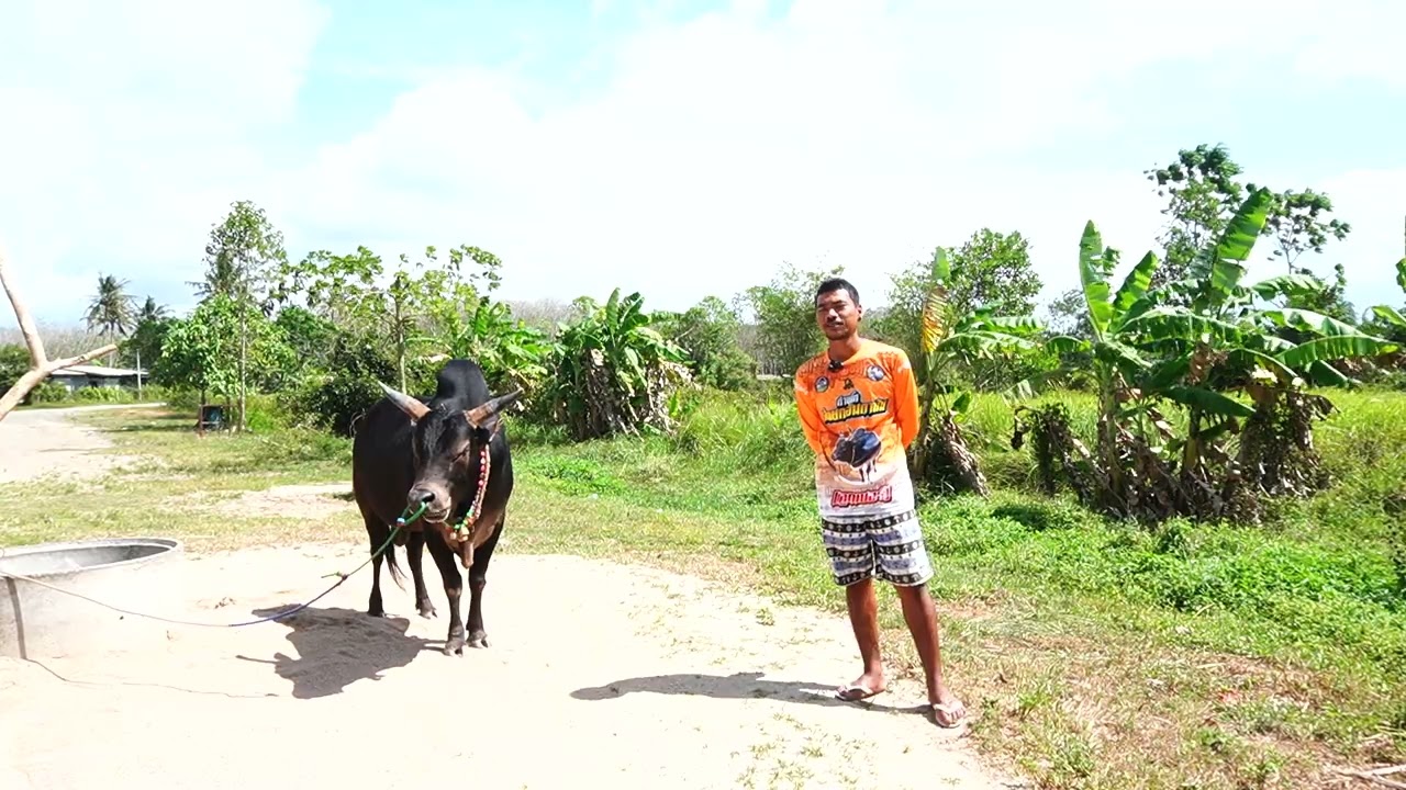 เยี่ยมคอกวัวชน สนามหนองบัวใหญ่ ดุกด้างมารมหาเทพ (ไอ้ควายเขาปูน)