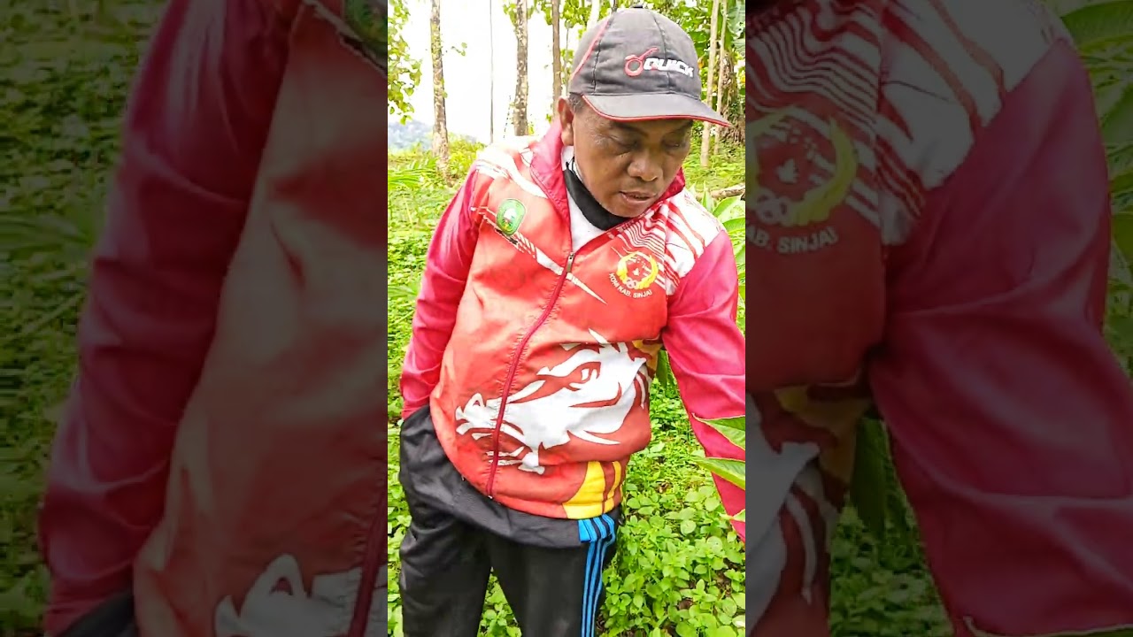 Cara membudidayakan tanaman porang berdasarkan sumber bibitnya yaitu melalui spora, katak, dan umbi.
