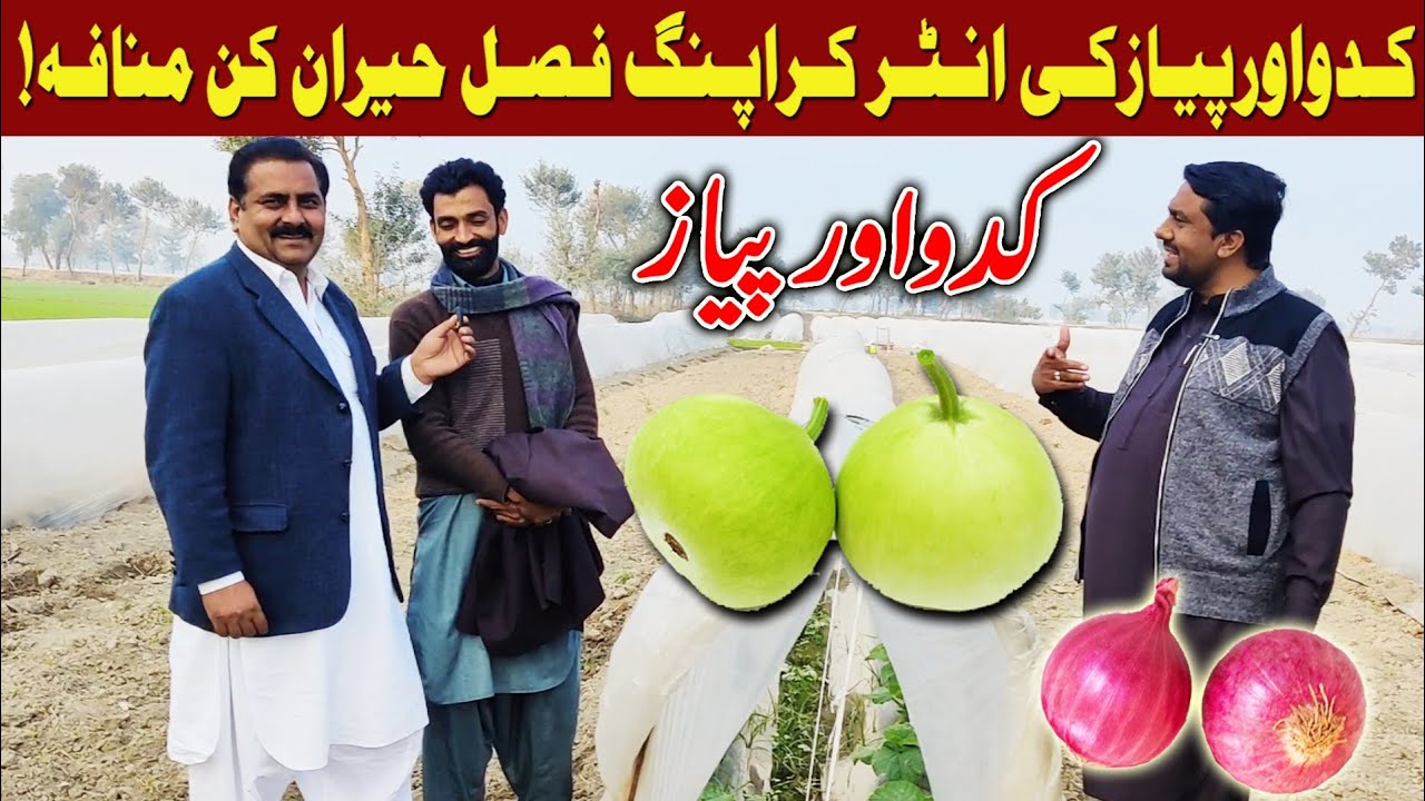 kaddu ki kasht in Pakistan | How to grow round gourd crop | round gourd | کدو فصل | kadoo ki kheti