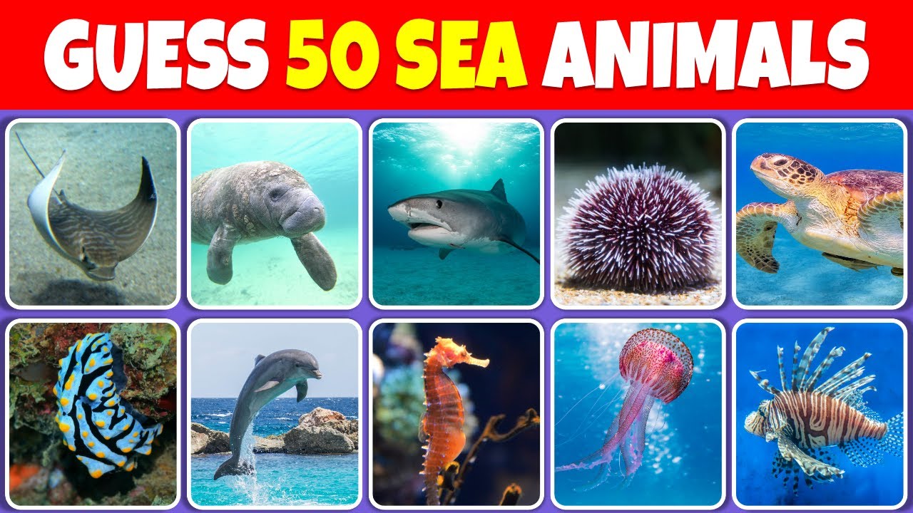 Sea Animal Quiz 🐠🐙 ✅ Can You Guess 50 Exotic Sea Animals?