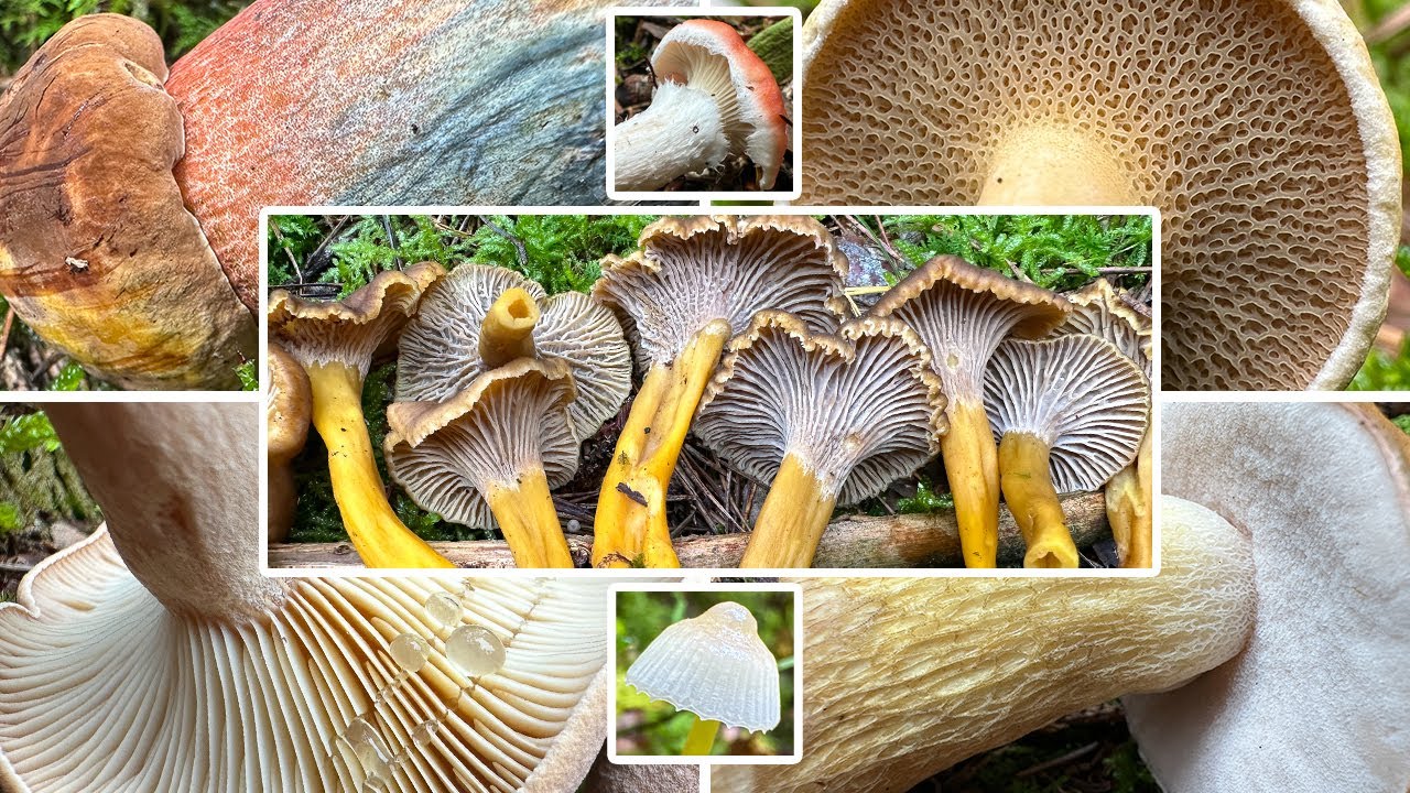 Trompetenpfifferlinge ohne Ende | Pilze sammeln im September in Niederbayern | Wenig los bei Kiefer?