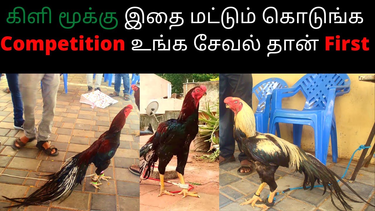 கிளி மூக்கு இதை மட்டும் கொடுங்க Competition உங்க சேவல் தான் First